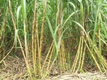 Juragan Tebu - Kebun