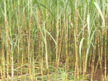 Juragan Tebu - Kebun