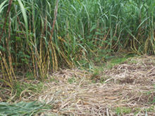 Juragan Tebu - Kebun