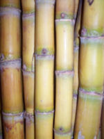 Juragan Tebu - Jenis Tebu