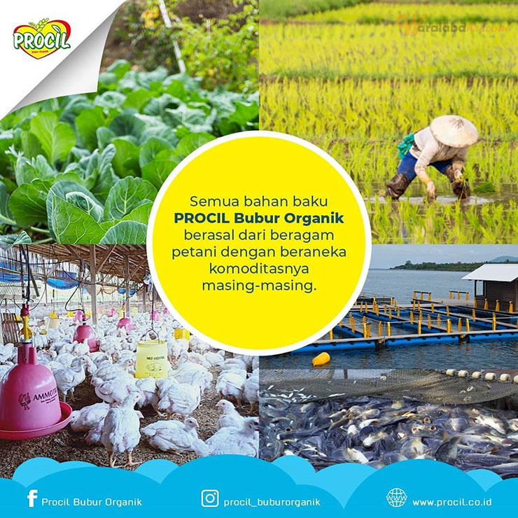 Franchise Procil Bubur Organik Peluang Bisnis Bubur Puding Bayi Waralaba Ku